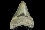 Serrated, Fossil Megalodon Tooth - Georgia #163272-2
